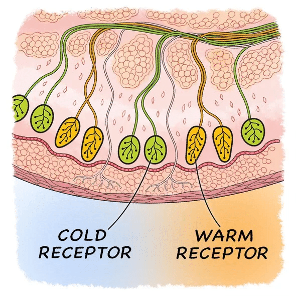 Receptores nerviosos de calor y frío